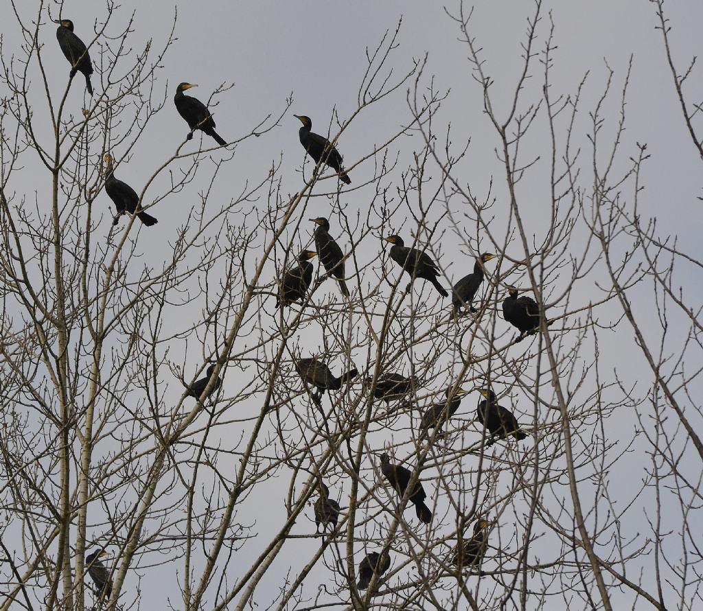 L'' albero dei cormorani